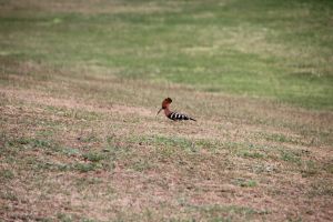 IMG_6664.JPG