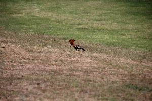 IMG_6665.JPG