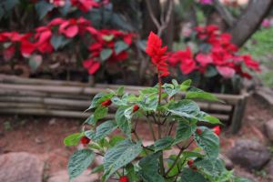 IMG_6704.JPG
