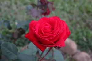 IMG_6707.JPG