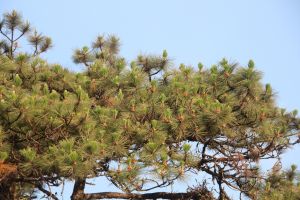 IMG_6865.JPG