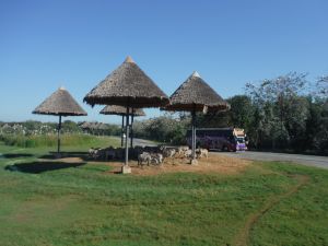 DSCF7766.JPG