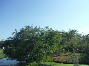 DSCF7782.JPG