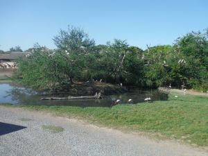 DSCF7785.JPG