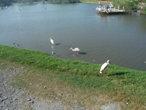 DSCF7794.JPG