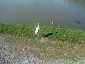 DSCF7795.JPG