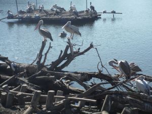 DSCF7885.JPG
