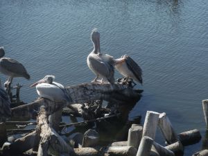 DSCF7887.JPG