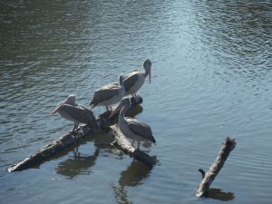 DSCF7889.JPG