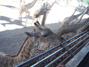 DSCF8061.JPG