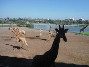 DSCF8078.JPG
