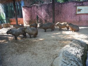DSCF8080.JPG