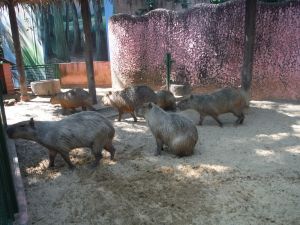 DSCF8081.JPG