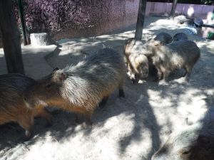 DSCF8082.JPG