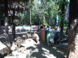 DSCF8088.JPG