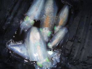 DSCF2298.JPG
