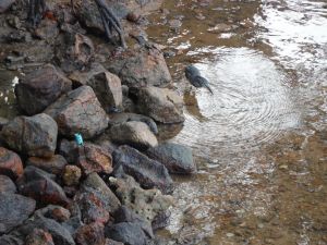 DSCF2675.JPG