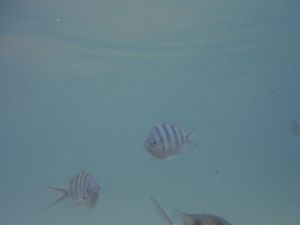 DSCF2908.JPG