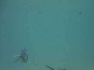 DSCF2909.JPG