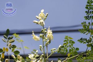 103_9.jpg