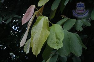 115_6.jpg