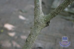 123_8.jpg