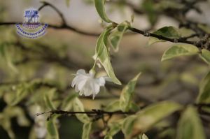 162_2.jpg
