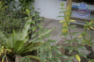 186_7.jpg