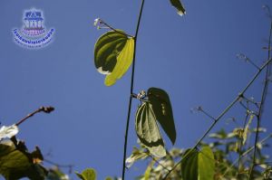 196_8.jpg