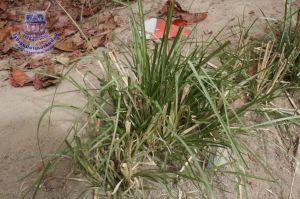 199_2.jpg