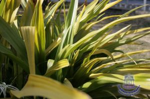 262_7.jpg