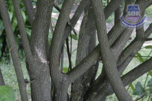 275_8.jpg