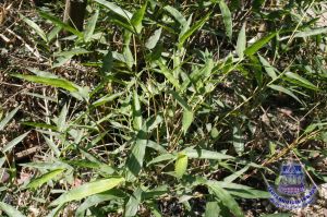 88_5.jpg
