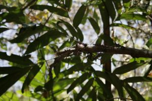 _MG_5208.JPG