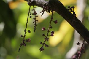 _MG_5215.JPG