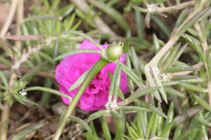 _MG_5645.JPG