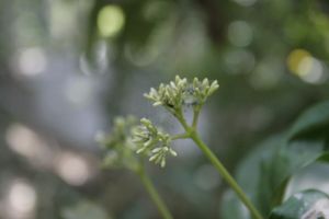 _MG_6053.JPG