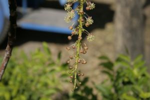_MG_6117.JPG
