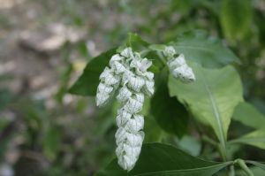 _MG_6466.JPG