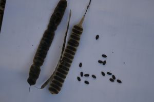 _MG_6672.JPG