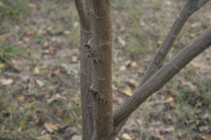 _MG_6674.JPG