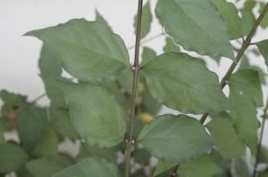 _MG_7016.JPG