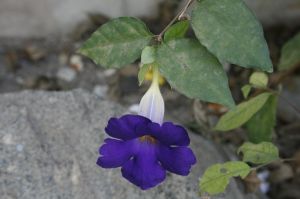 _MG_7017.JPG