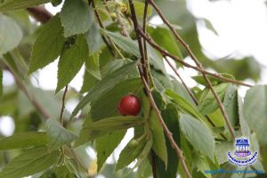 _MG_7585.JPG