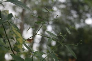 _MG_7720.JPG