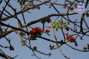 _MG_7924.JPG
