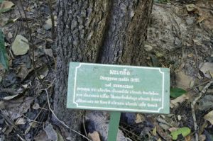 _MG_8599.JPG