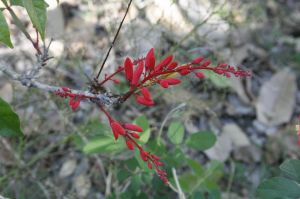 _MG_9264.JPG